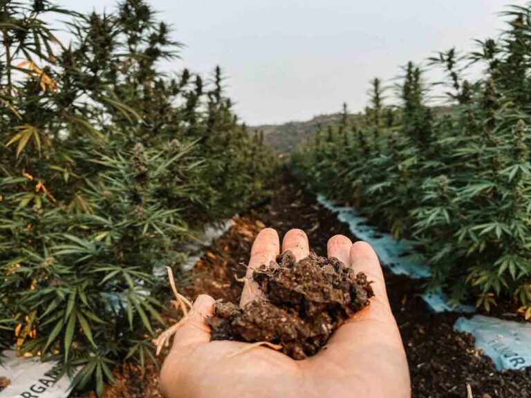 Holding Soil in hemp field